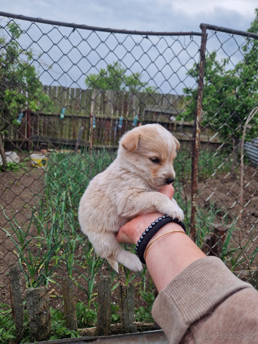 Štěňátko kříženec Borderkolie