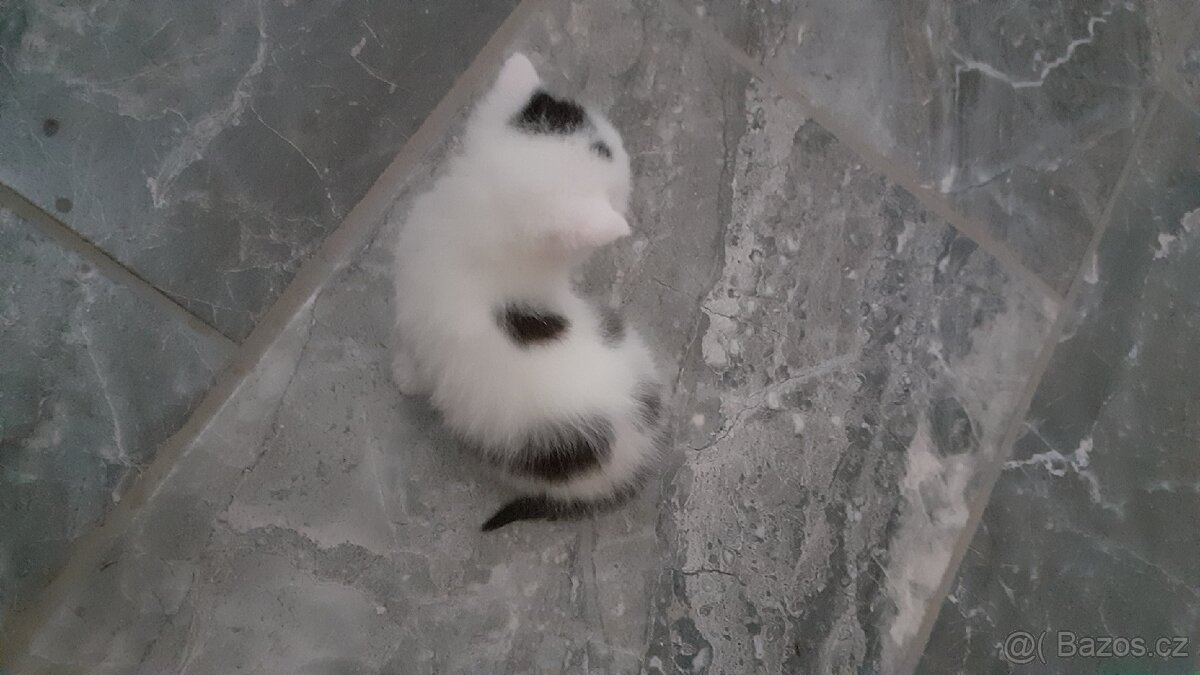 Kocicka