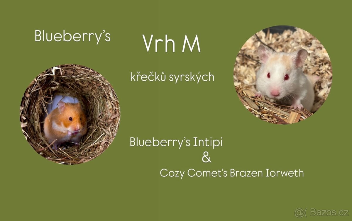 Křeček syrský/zlatý