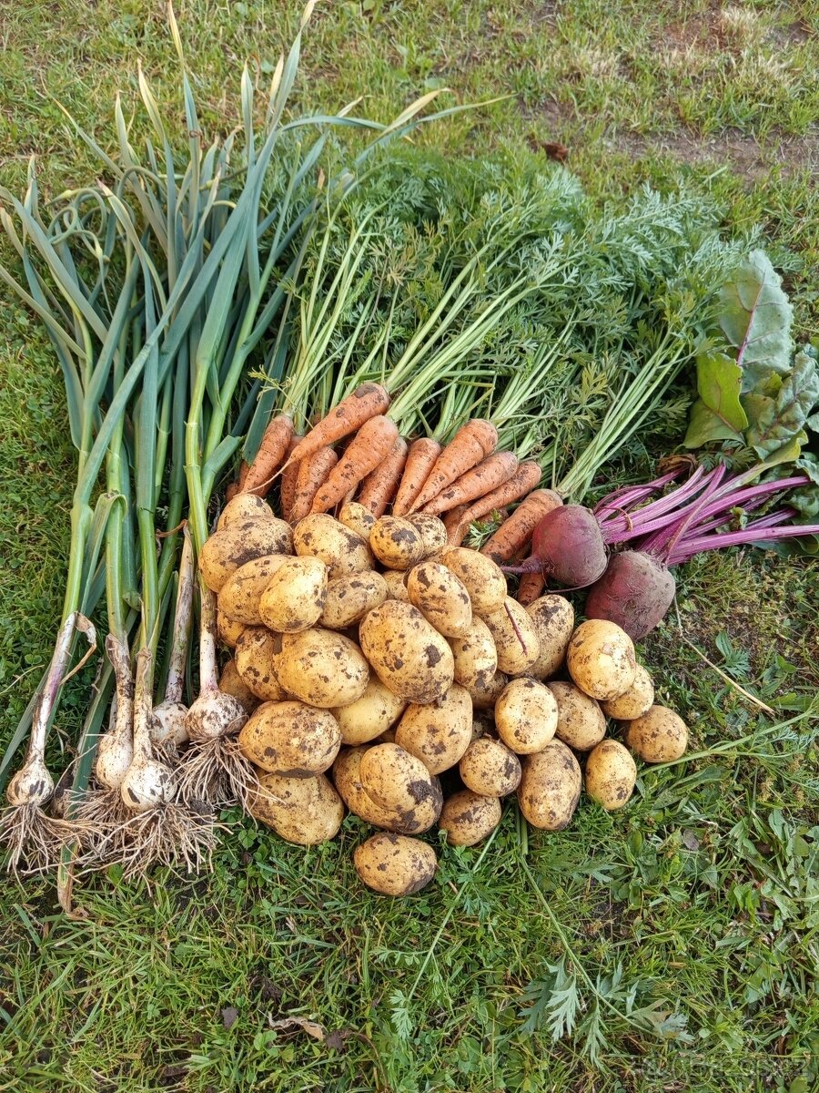 Brambory MARABEL na uskladnění. Cibule, mrkev, petržel, dýně