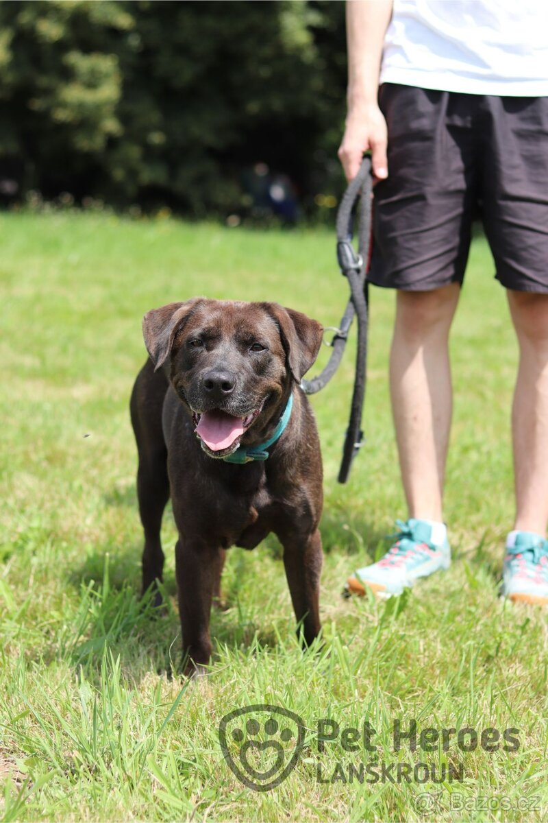 Shaggy ❤ mazlivý kříženec labradora ❤