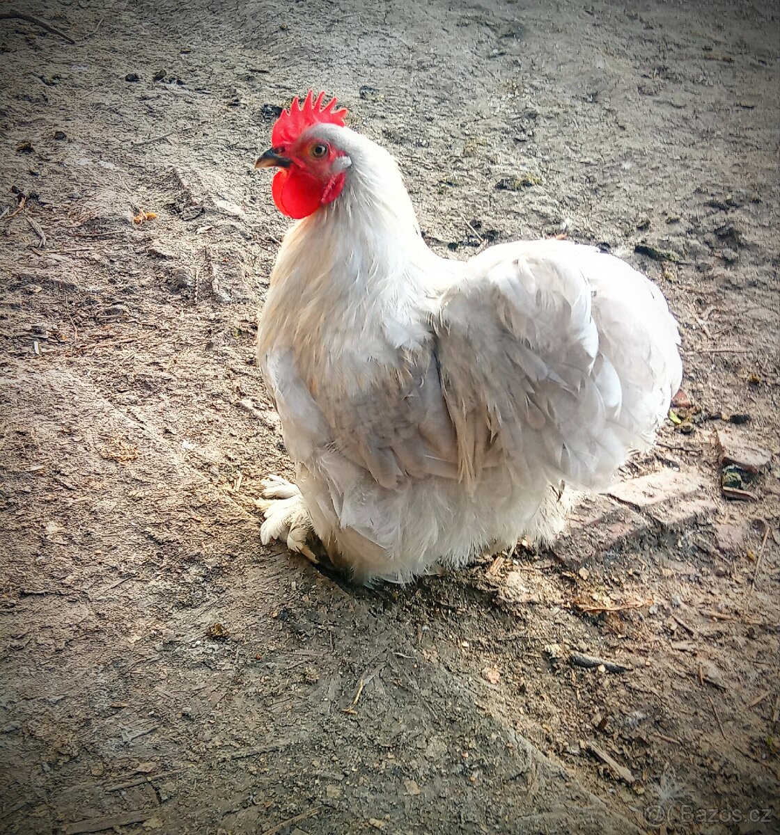 Kočinka zdrobnělá, vlaška exchequer...