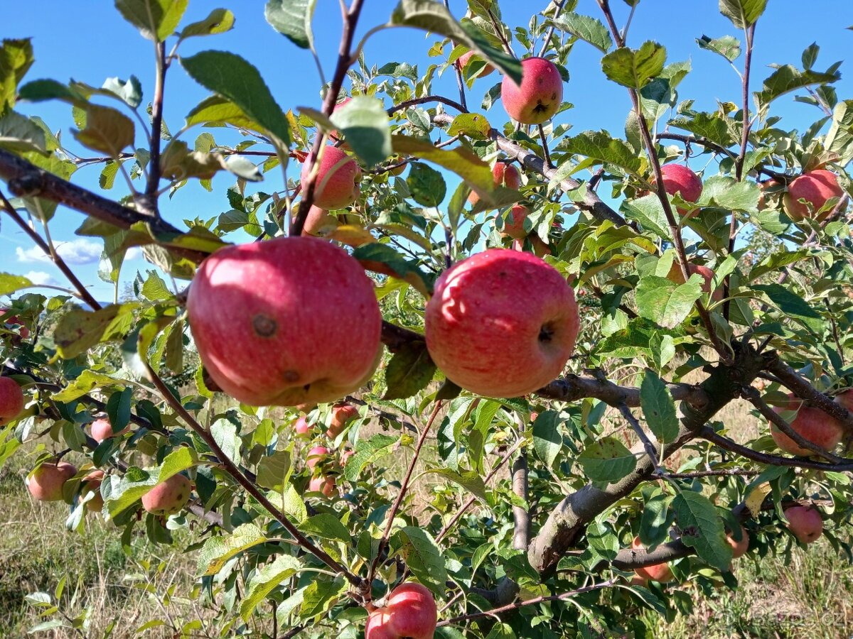 SAMOZBĚR hrušky, jablka švestky