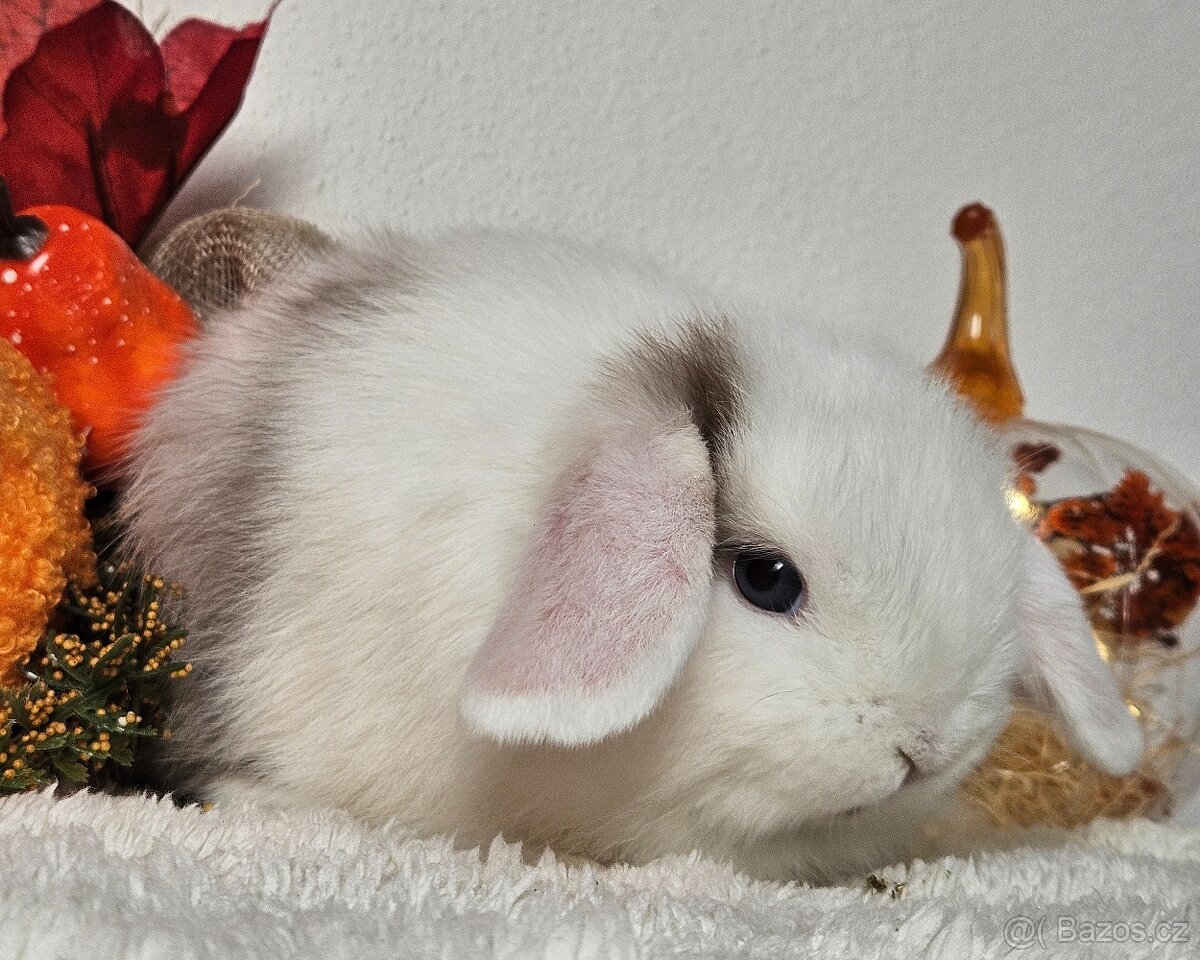 Minilop zakrslý beránek- Holčičky