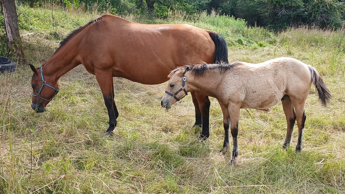 Nabízím kobylku QH s PP