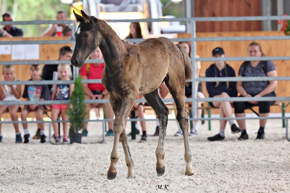 Letošní hřebeček