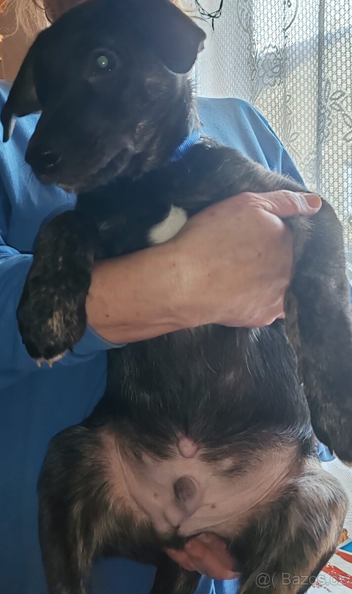 Štenata kříženci