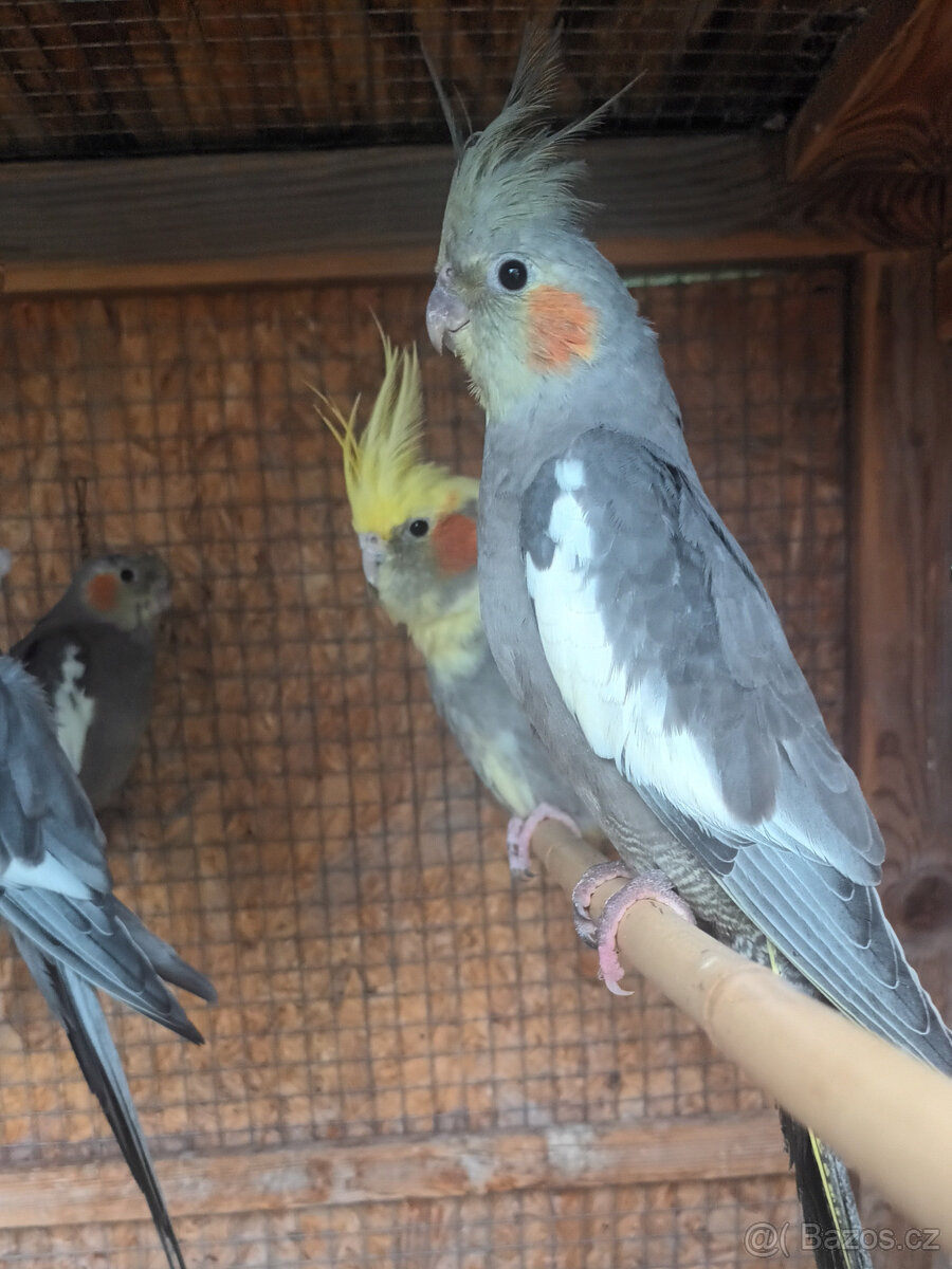 Prodám letošní mladé korely chocholaté