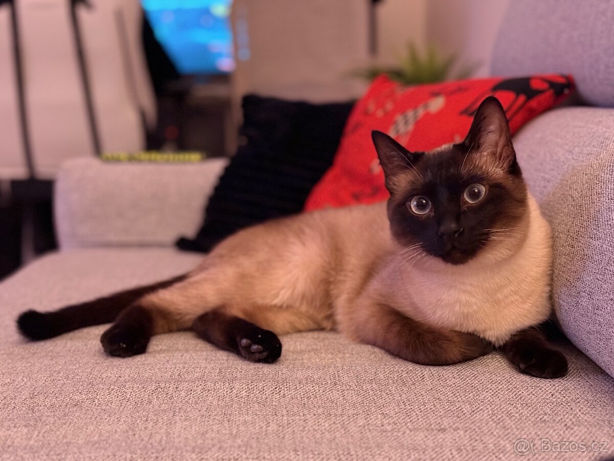 Daruji siamského kocourka bez PP do dobrých rukou