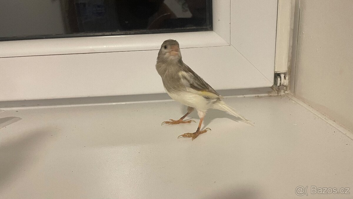 Prodám kanárka samička