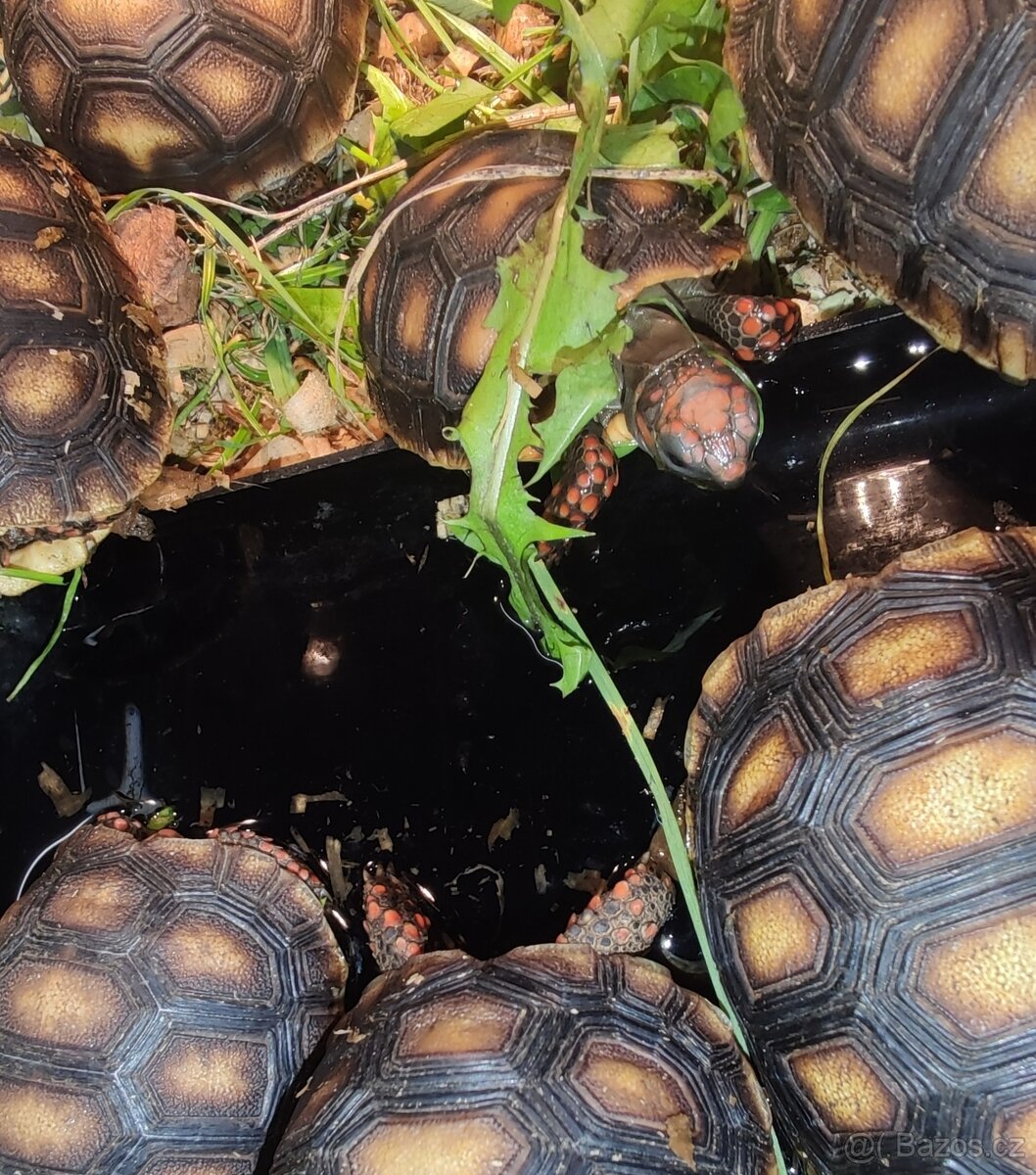 Želva uhliřská mláďata