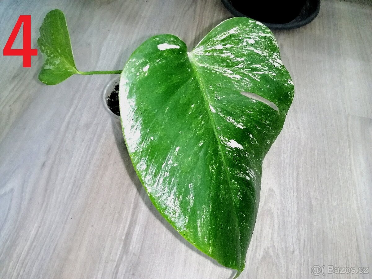 4.Monstera Deliciosa Albo variegata