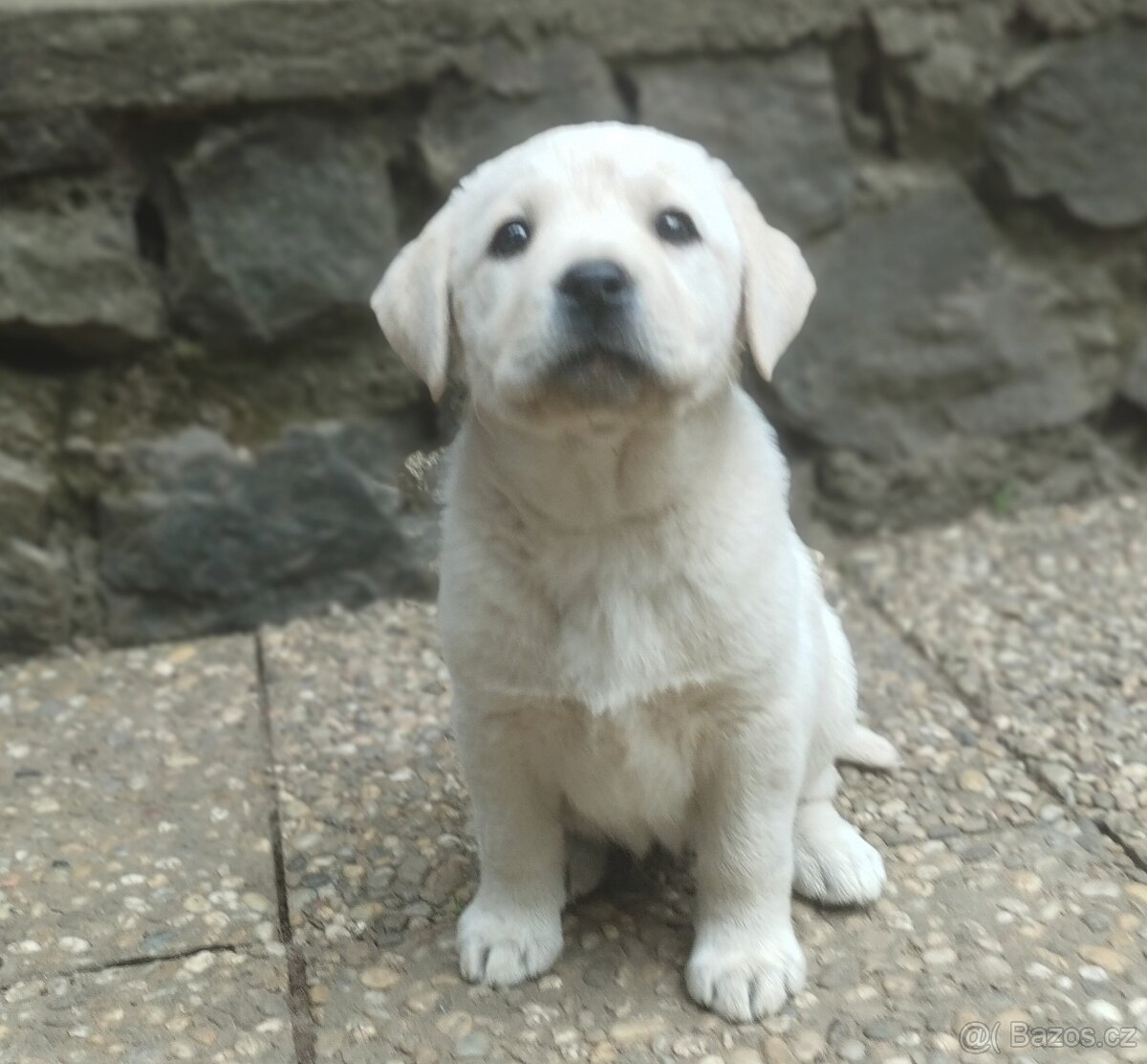 Labrador štěňátka s PP ihned