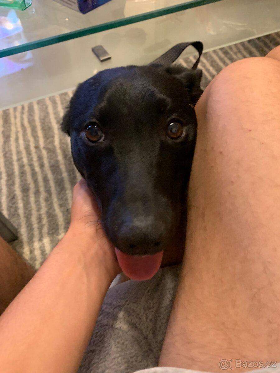 Border Kolie X Labrador