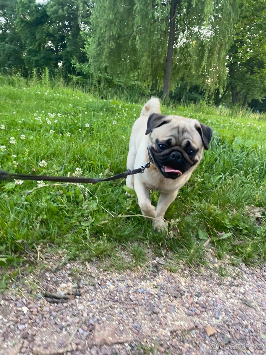 Mops