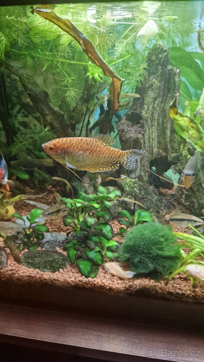 Akvarijní rybičky