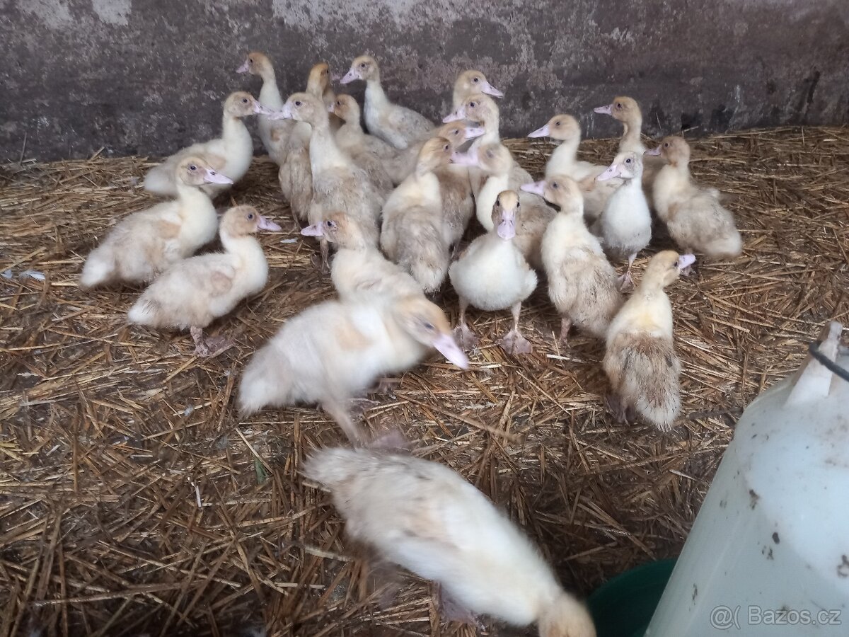 Kačata Pekinska brojlerova a bílé pižmovky