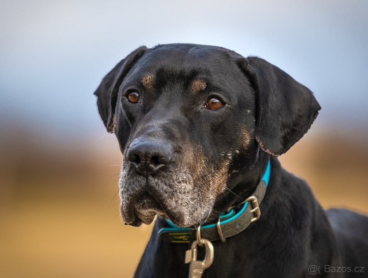 Louisiánský leopardí pes s PP