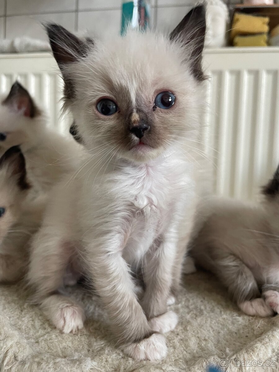 Ragdoll 4 kocourci volní