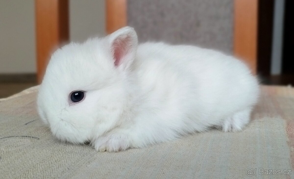 Zakrslý Teddy králík, králíček