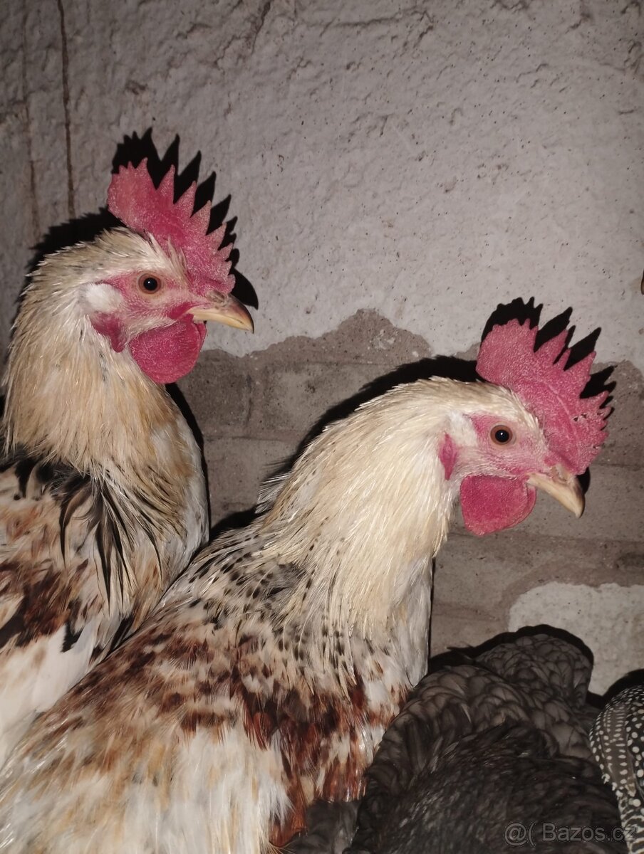 Prodám letošní kohouty