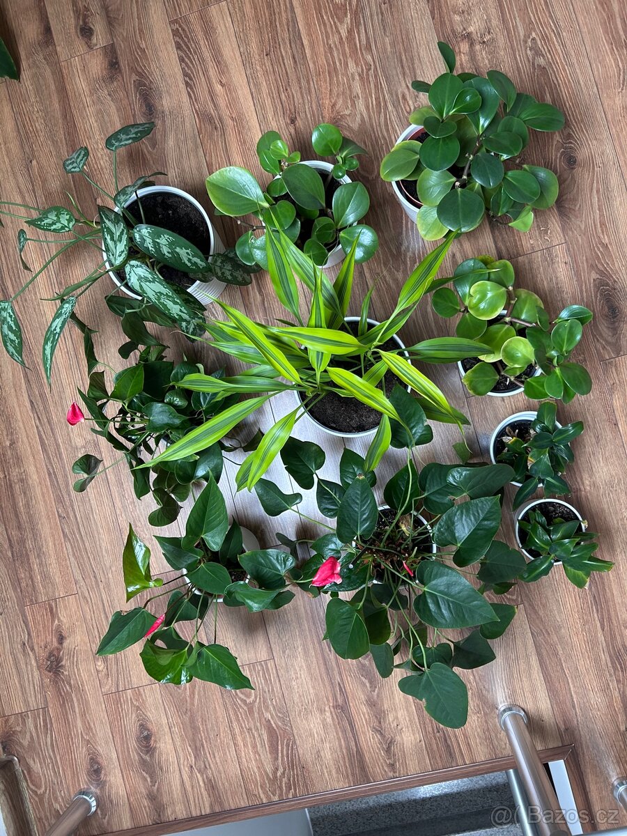 Rostliny pokojové pepřinec banán anturie aglaonema