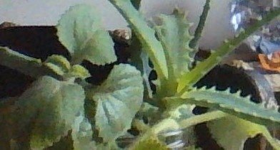 sazenice rýmovníku a léčivé aloe