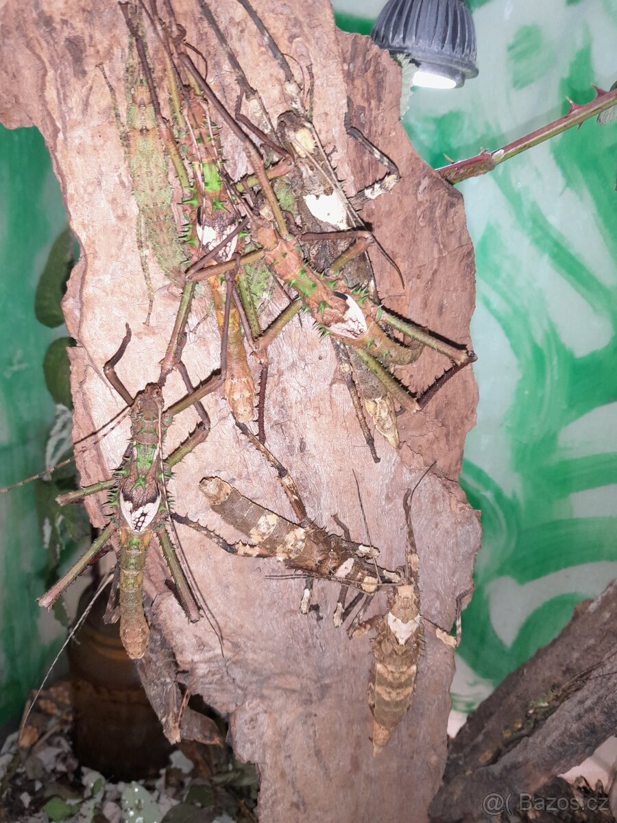 Obří kobylky, strašilky