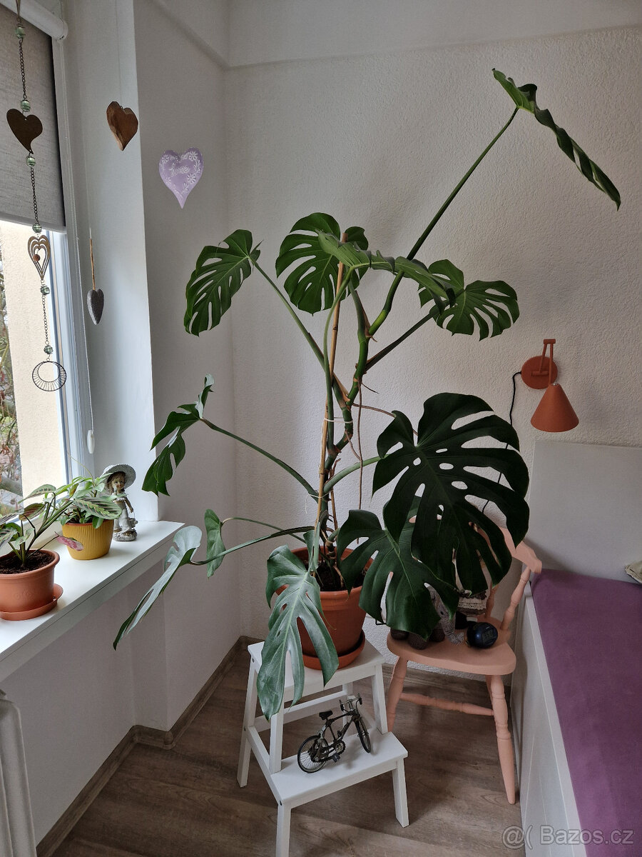Monstera Skvostná