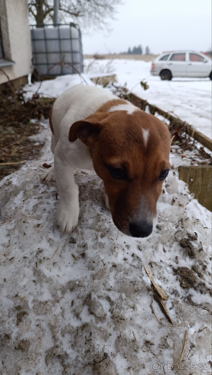 Prodám pejska Jack Russell teriér