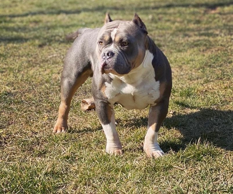 American bully krytí