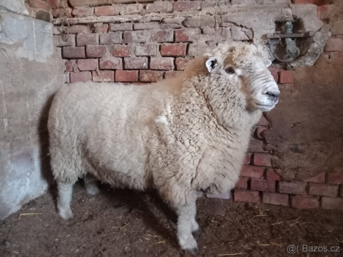 Koupím ovce na rozšíření chovu přijedu celá ČR