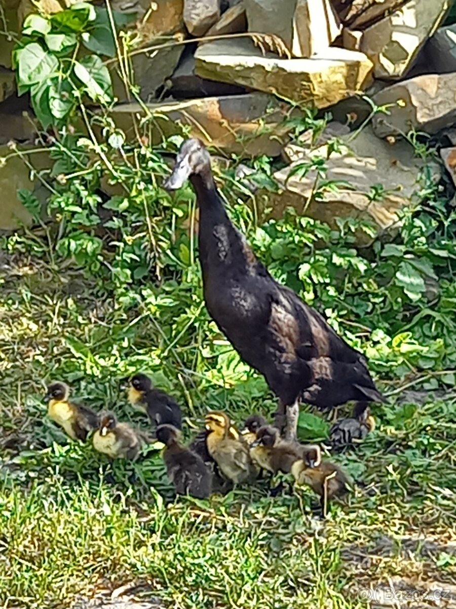 Indický běžec