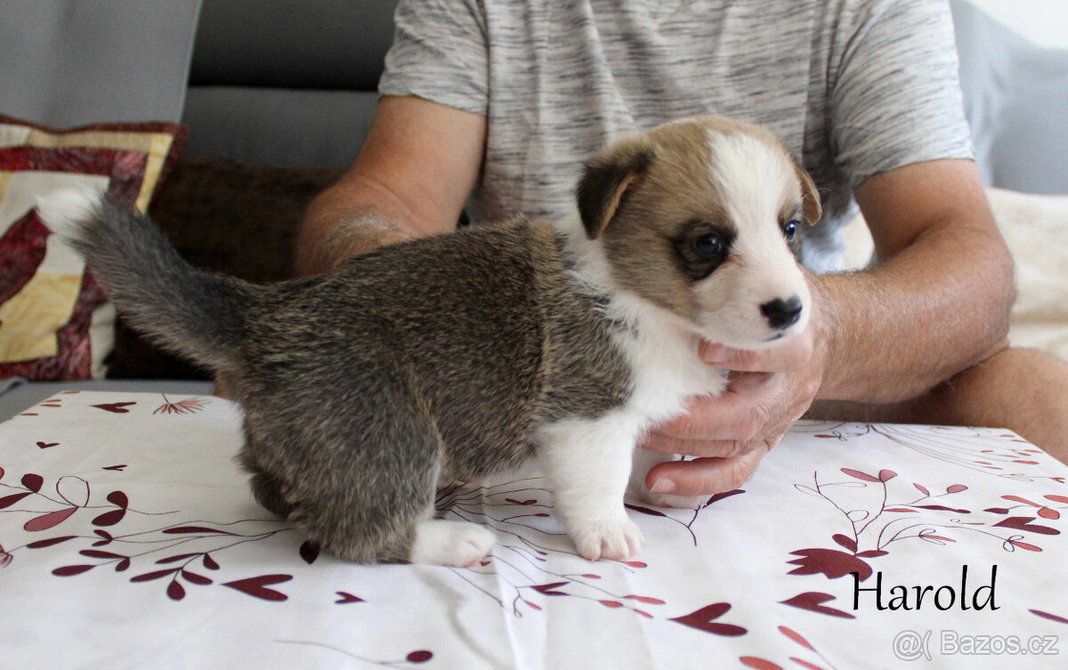 Welsh corgi cardigan