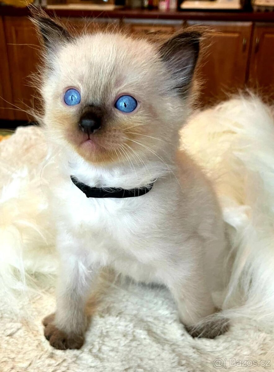 Koťátka Ragdoll