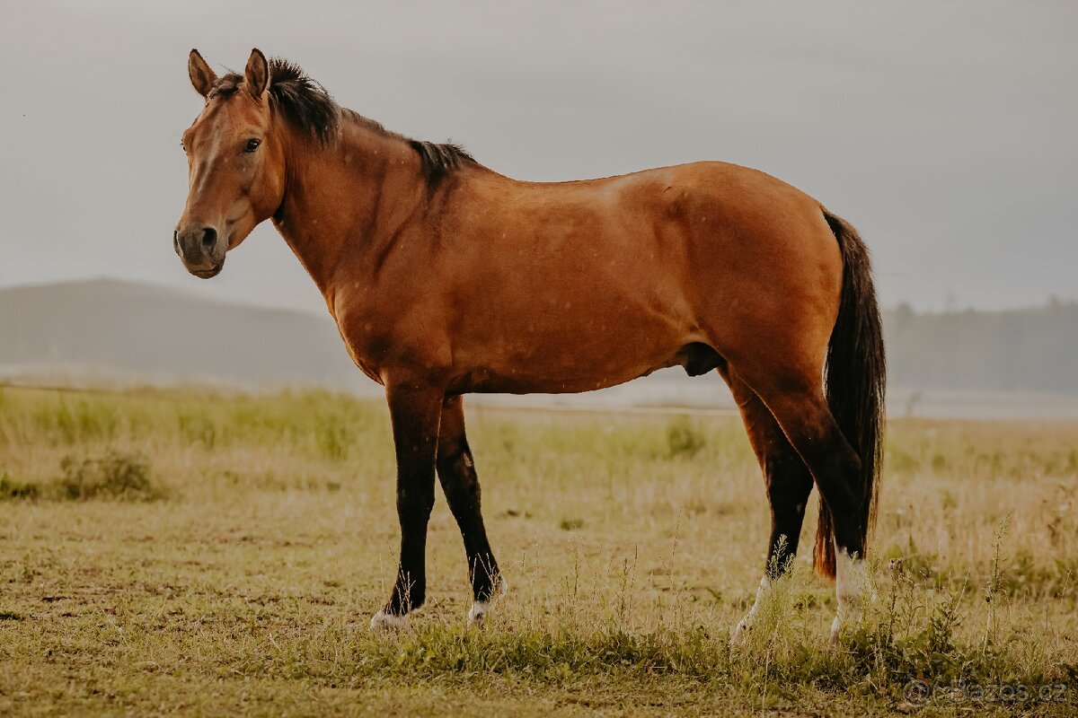 Charakterni valášek Hucul