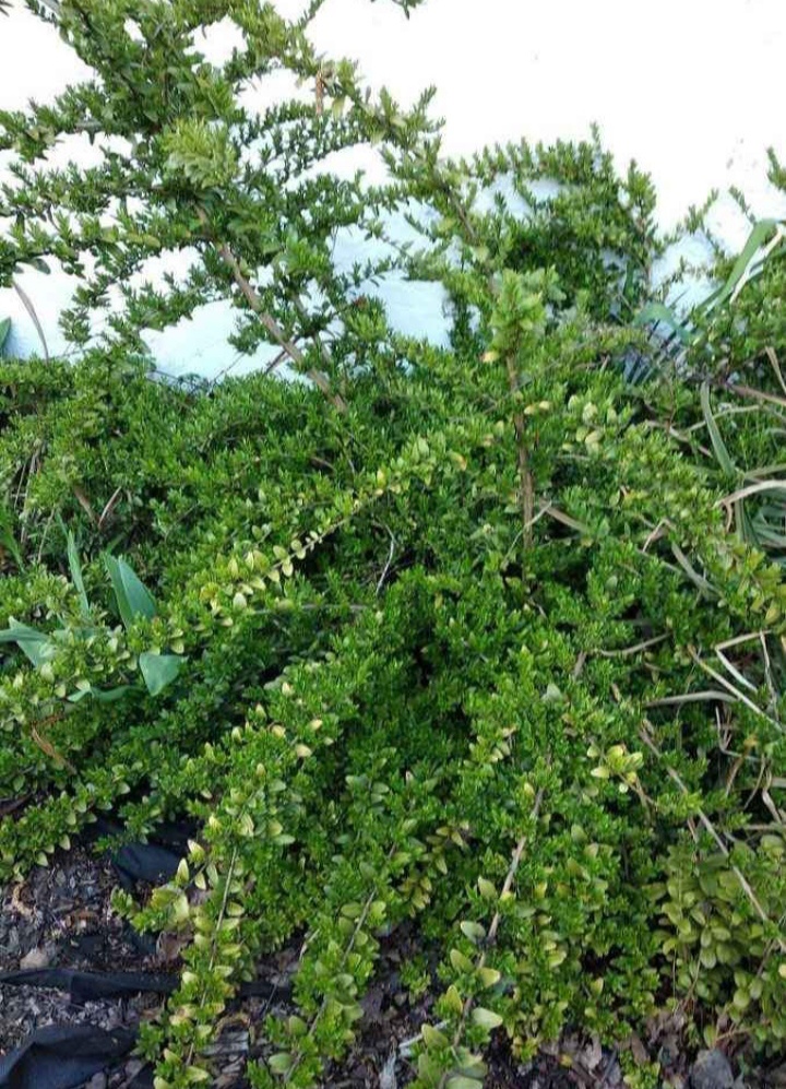 Zimolez kloboukatý - stále zelený keř