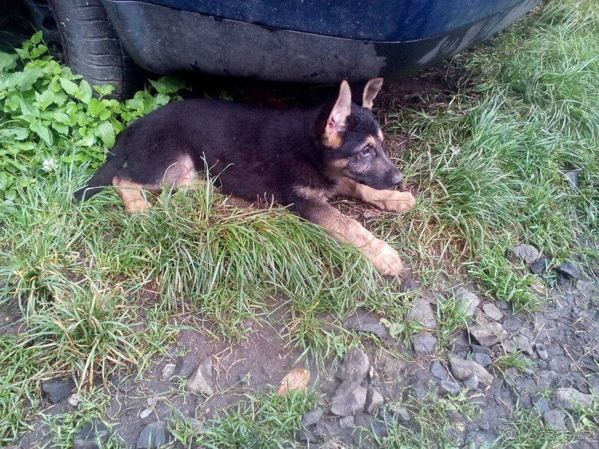 Německý ovčák  štěňata