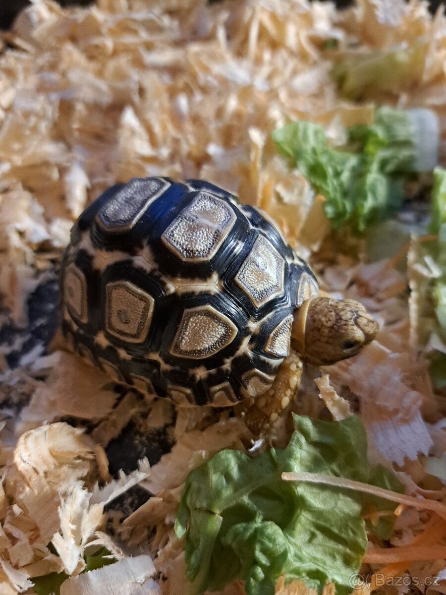 Suchozemská želva pardálí (Stigmochelys pardalis)