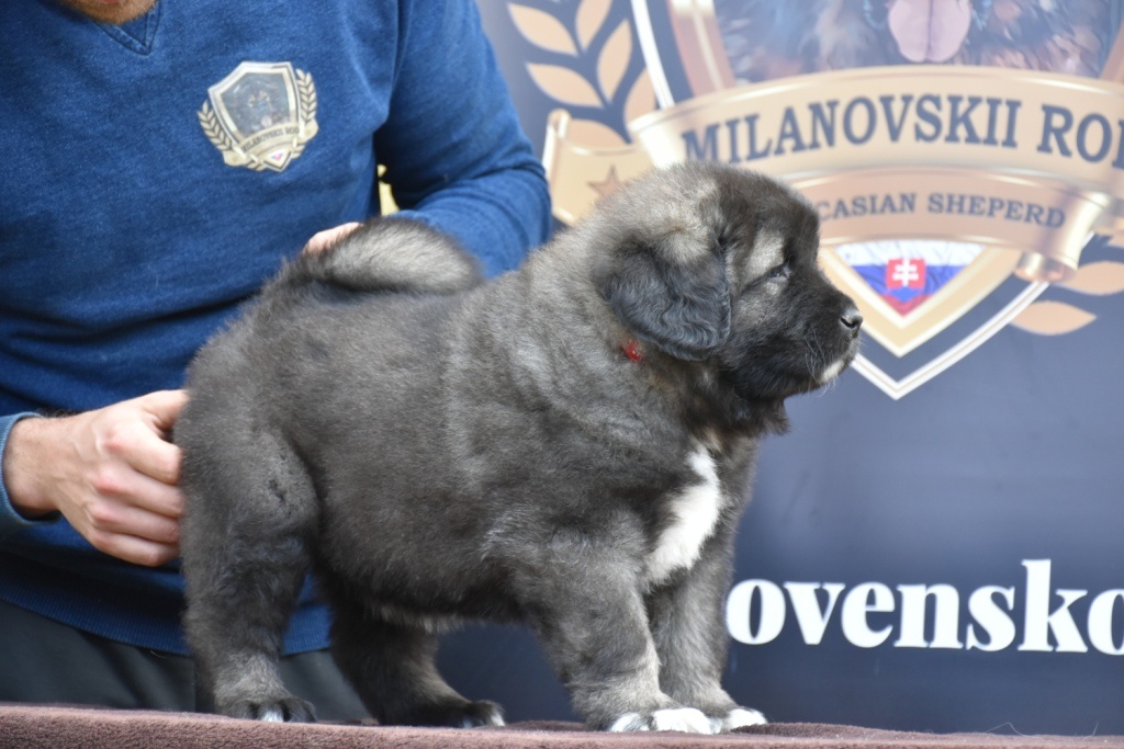Kavkazský pastavecký pes