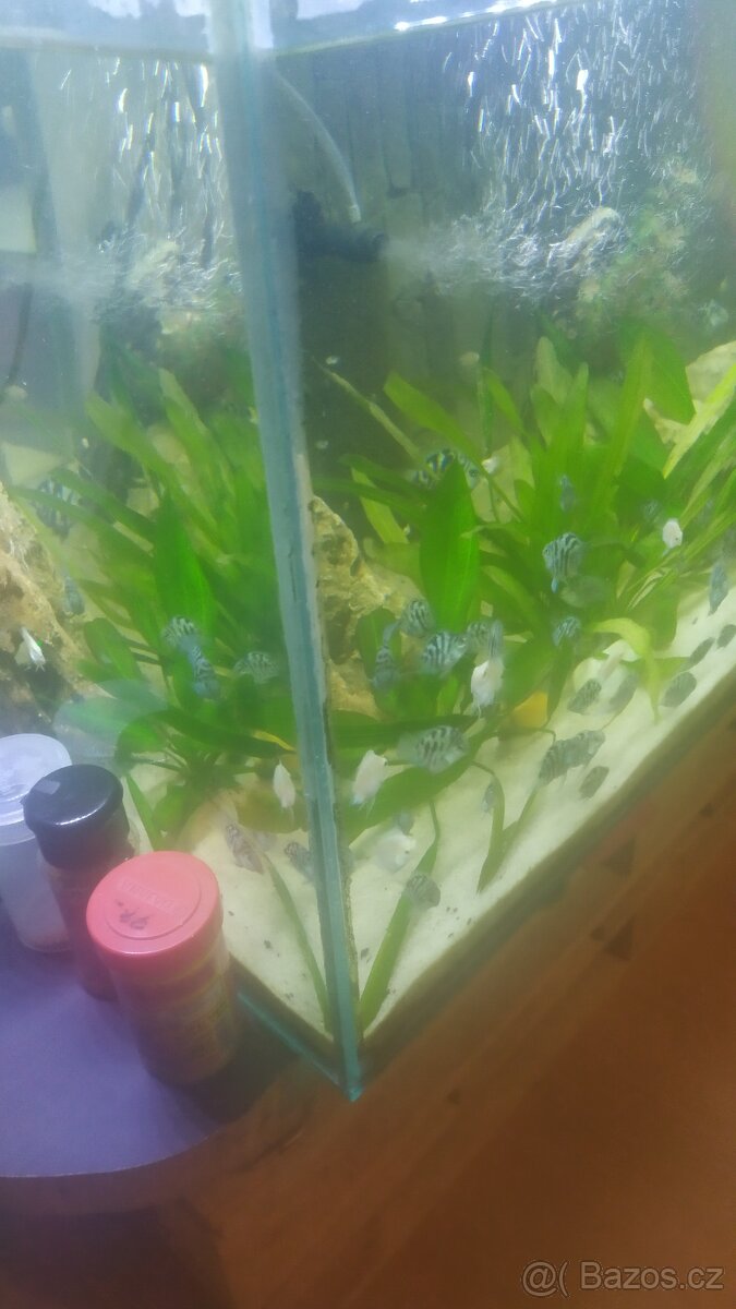 Cichlidy papoušči Blue