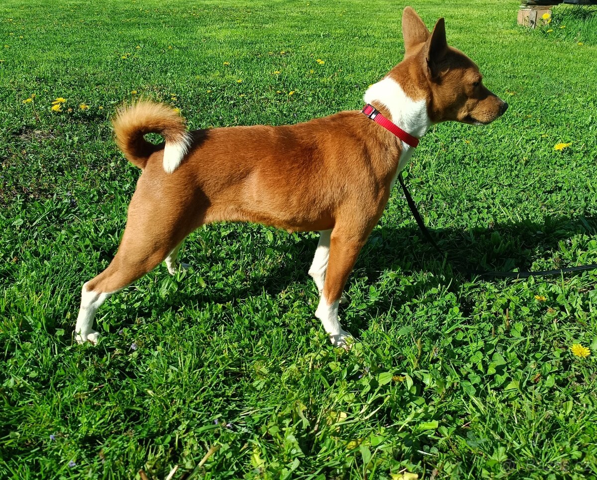Basenji