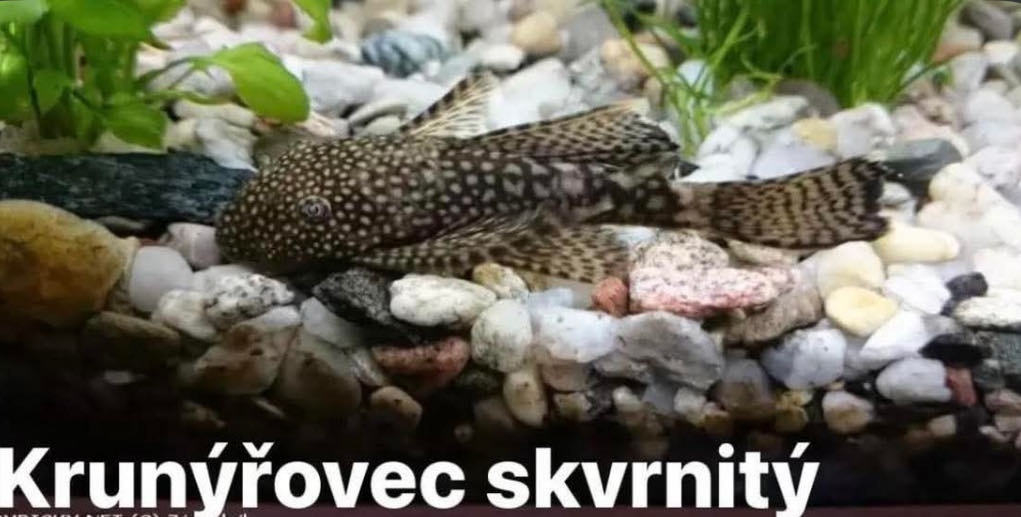 Ancitrus 15ks na odběr