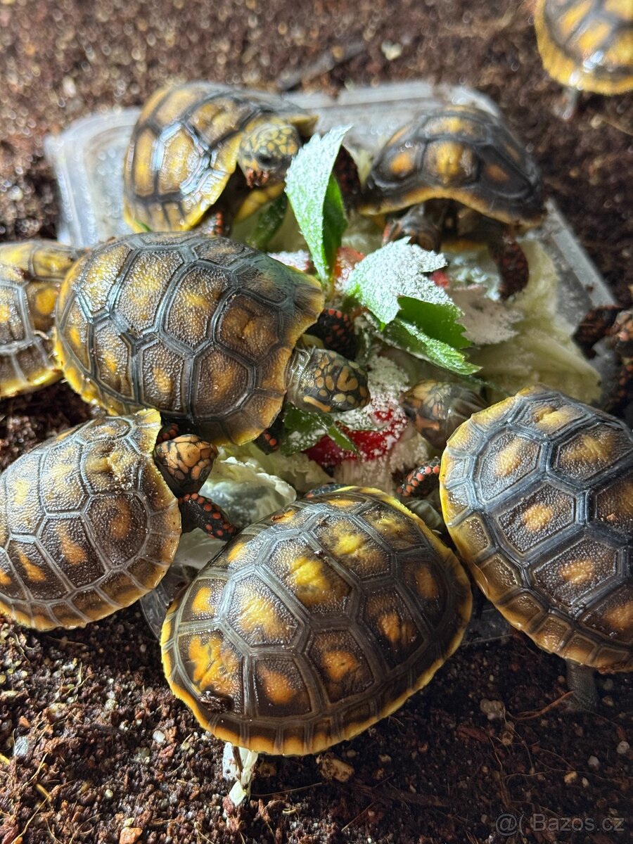 Želva uhlířská Geochelone carbonaria