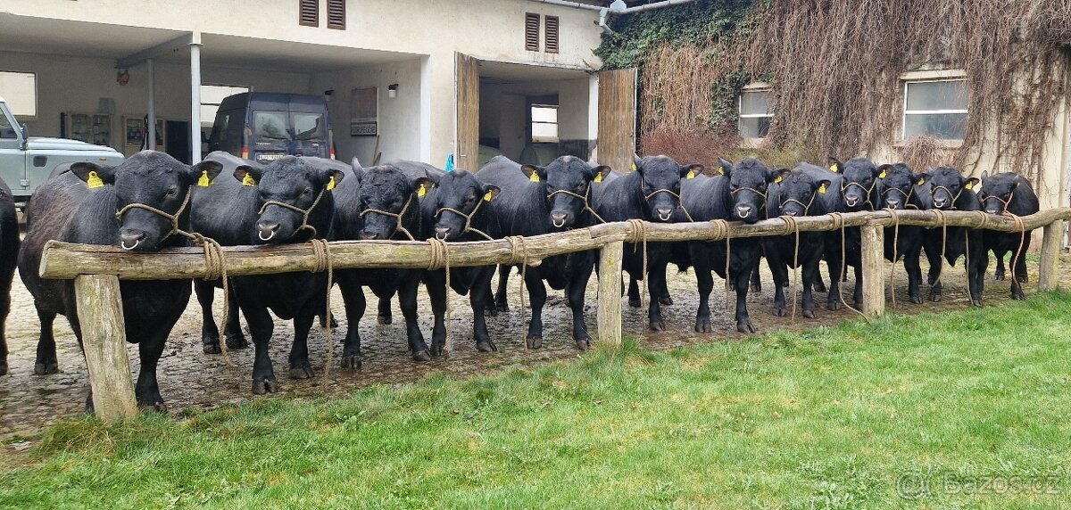 Plemenný býk Aberdeen Angus - vakcinovaný na Bluetongue