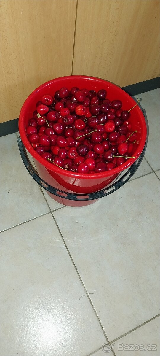 Prodám třešně
