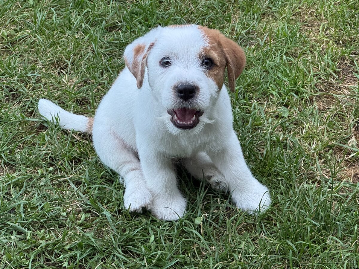 Jack Russell teriér s PP