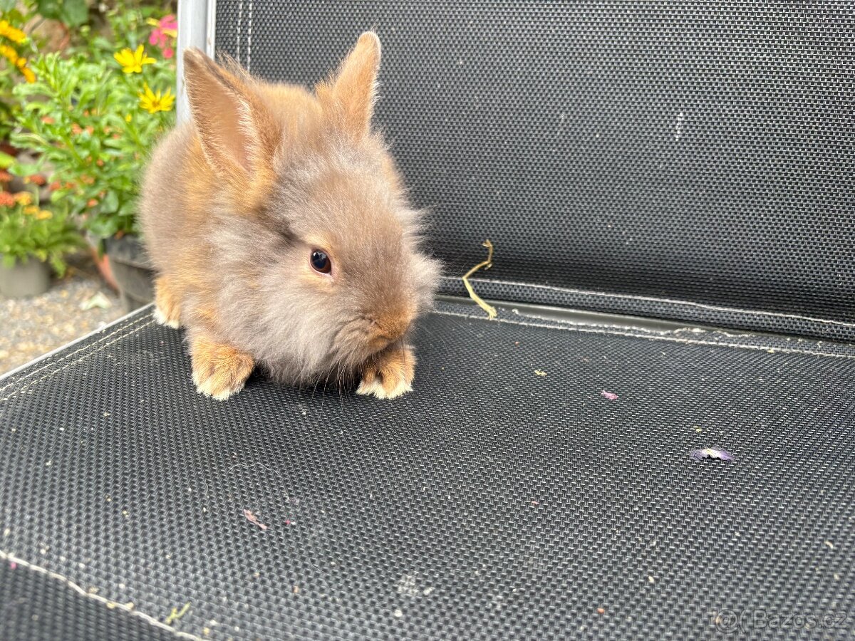 Zakrslý králík/teddy gen / sameček k odběru ♥️