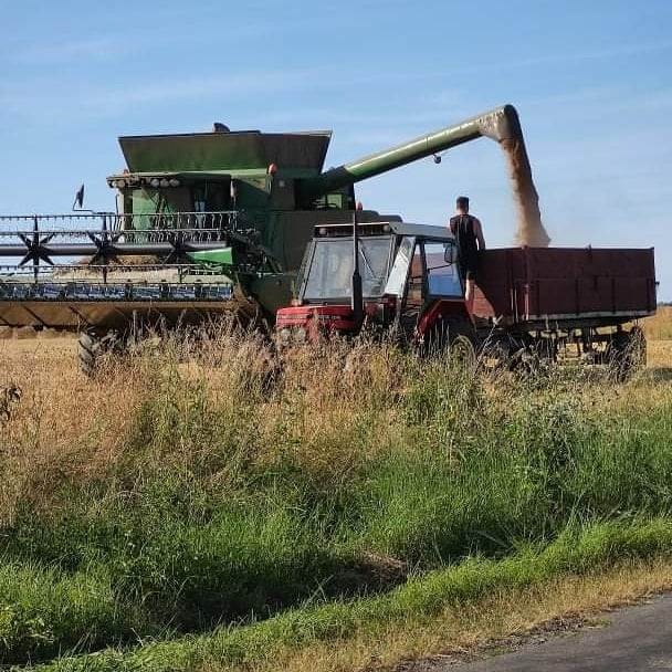 Vyměním letošní pšenici za hrách