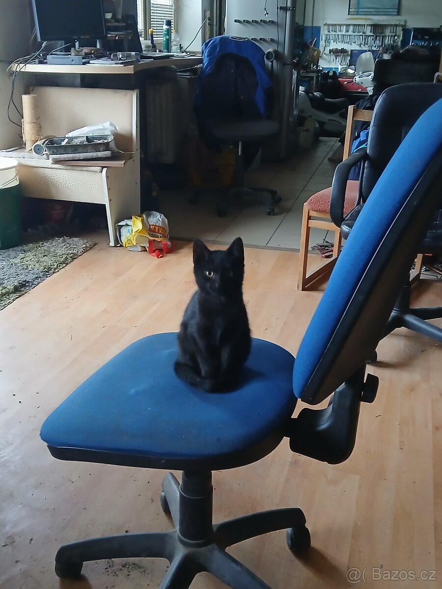 Kotě